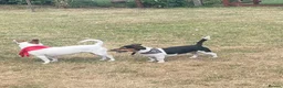 Jack Russell dogs for stud: Tri Coloured Jack Russell  - Advert 1