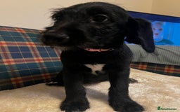 Mixed Breed dogs for sale:  🐾 Labradoodle x Entlebucher Sennenhund Puppies! - Image 13