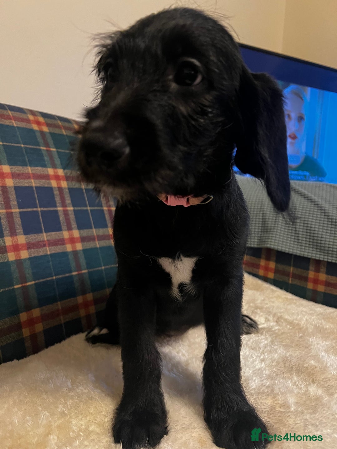 Mixed Breed dogs for sale:  🐾 Labradoodle x Entlebucher Sennenhund Puppies! - Image 13