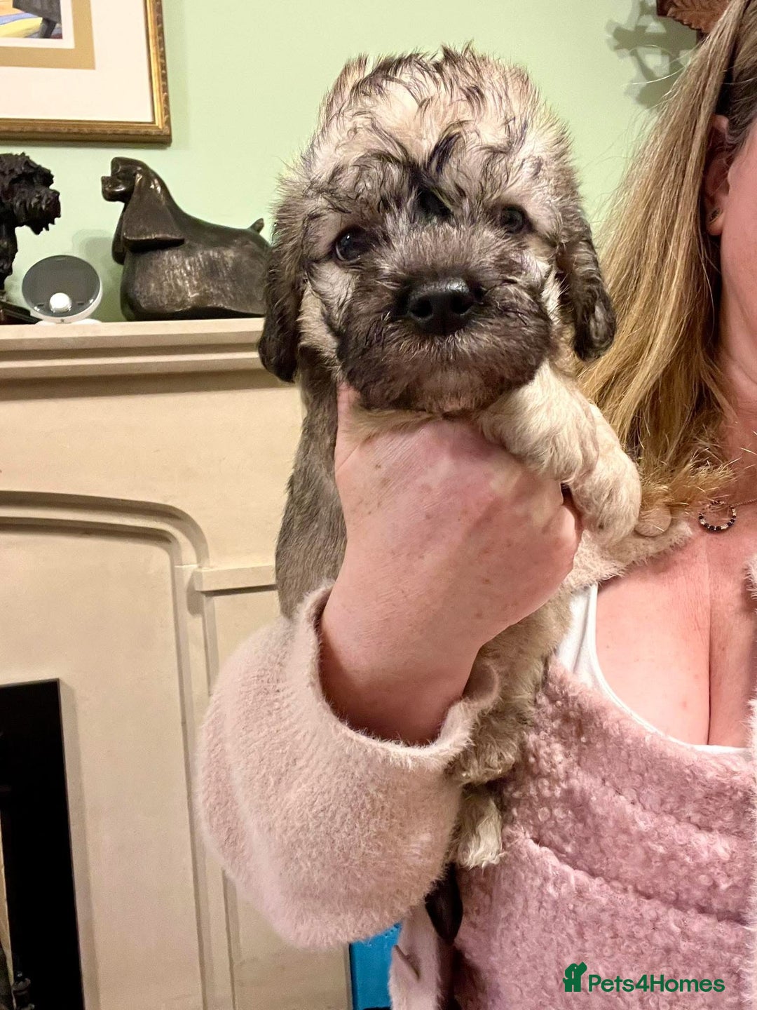 Dandie Dinmont Terrier dogs for sale: Dandie Dinmont terrier male puppy - Advert 3