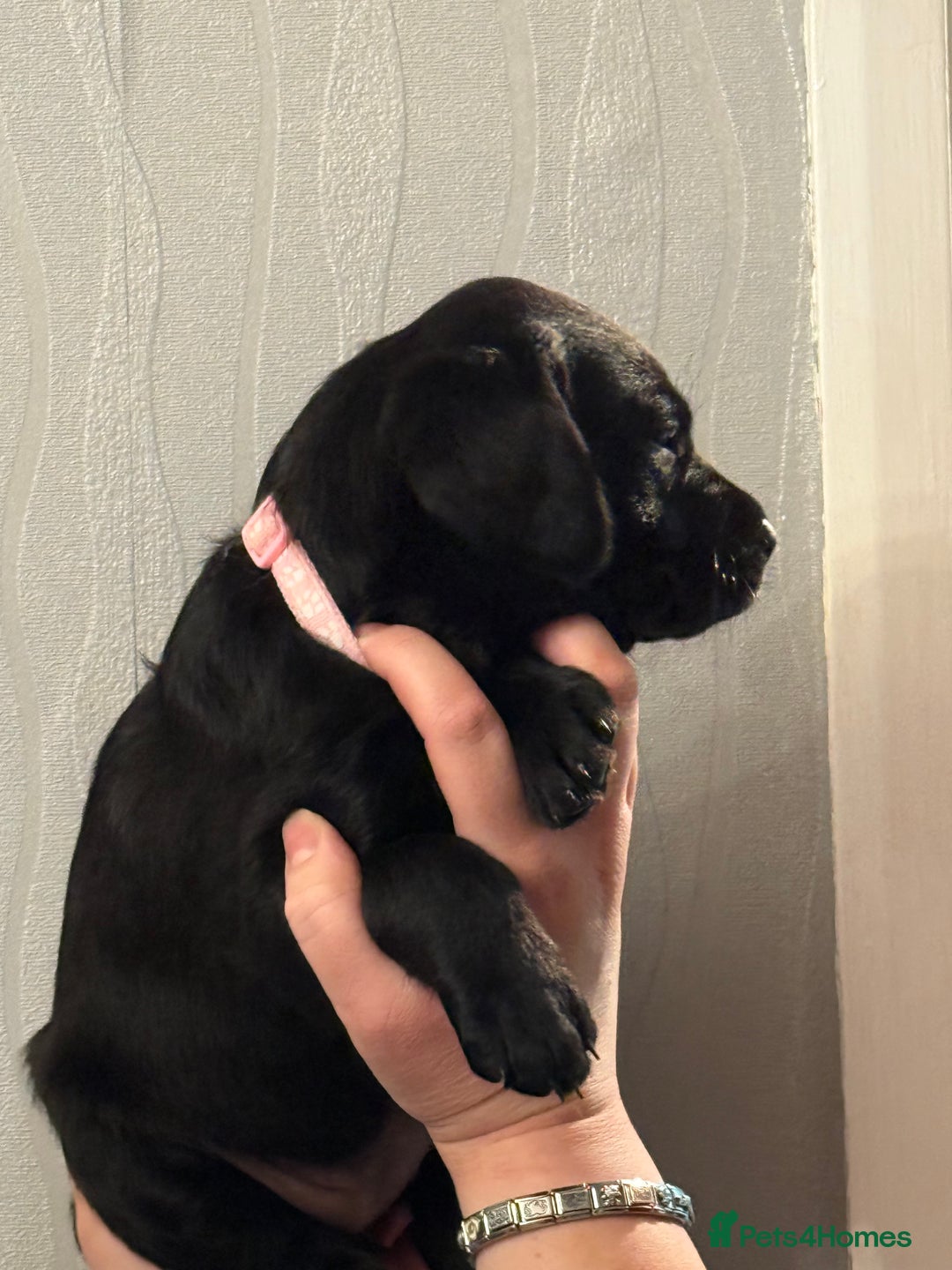 Labrador Retriever dogs for sale: Labrador puppies  - Advert 22