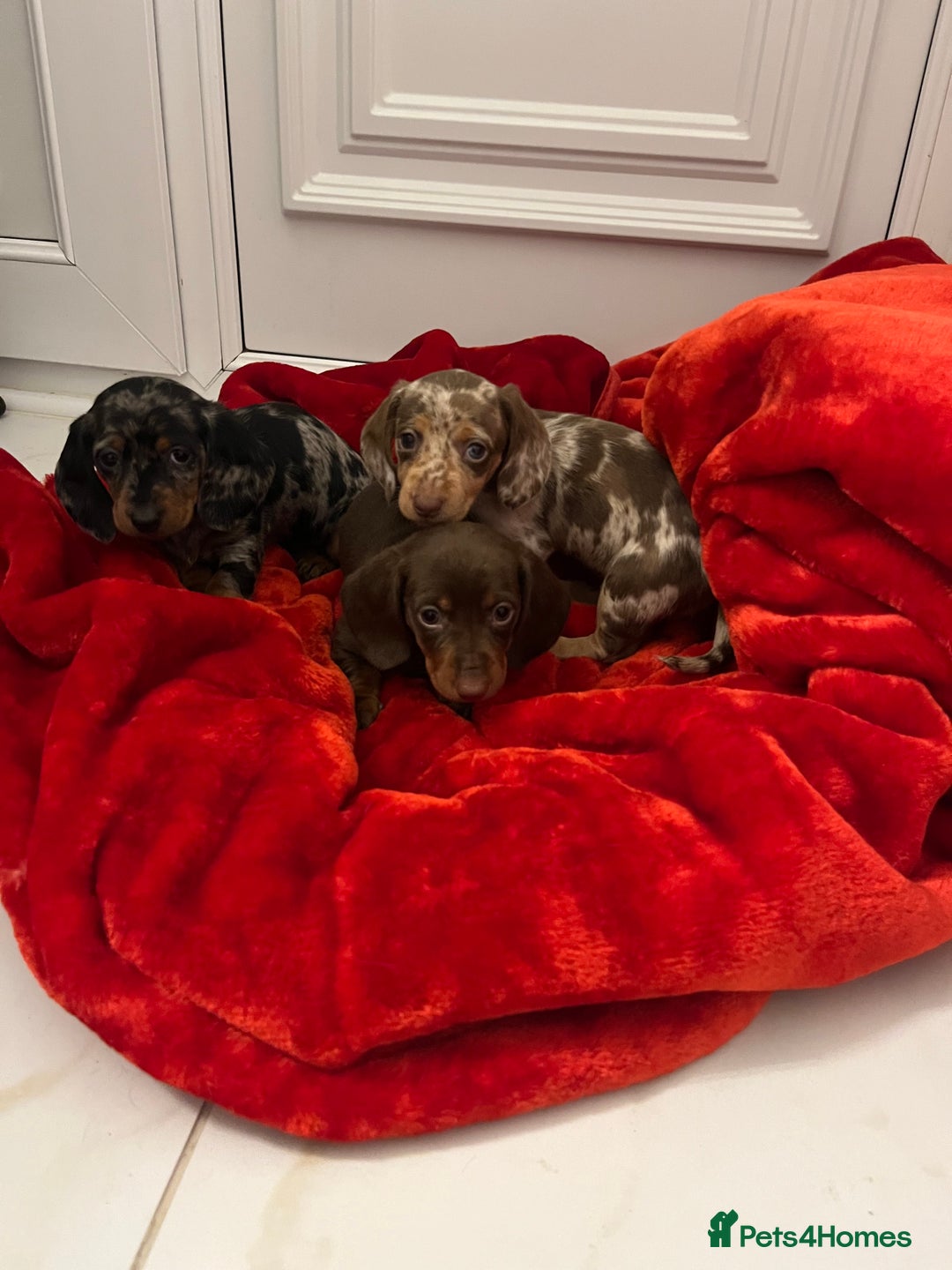 Dachshund dogs for sale: Dachshund  puppies  - Advert 13