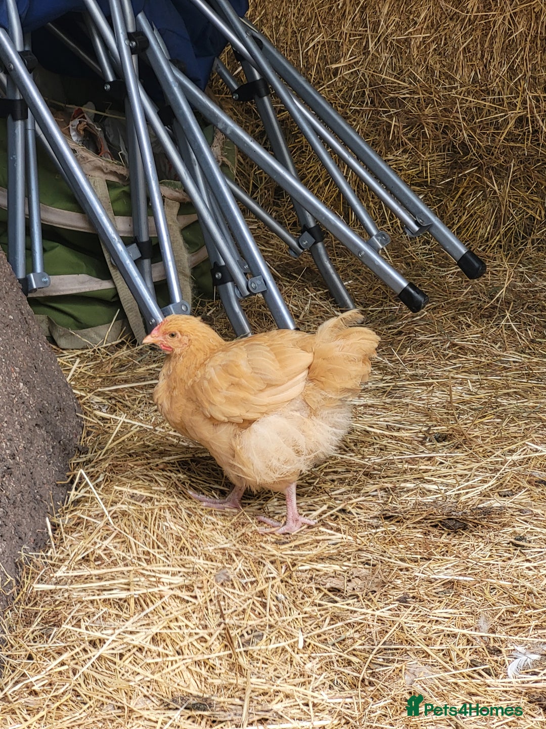 Chickens poultry for sale: 6 Buff orpington looking for a new palace.  - Image 2