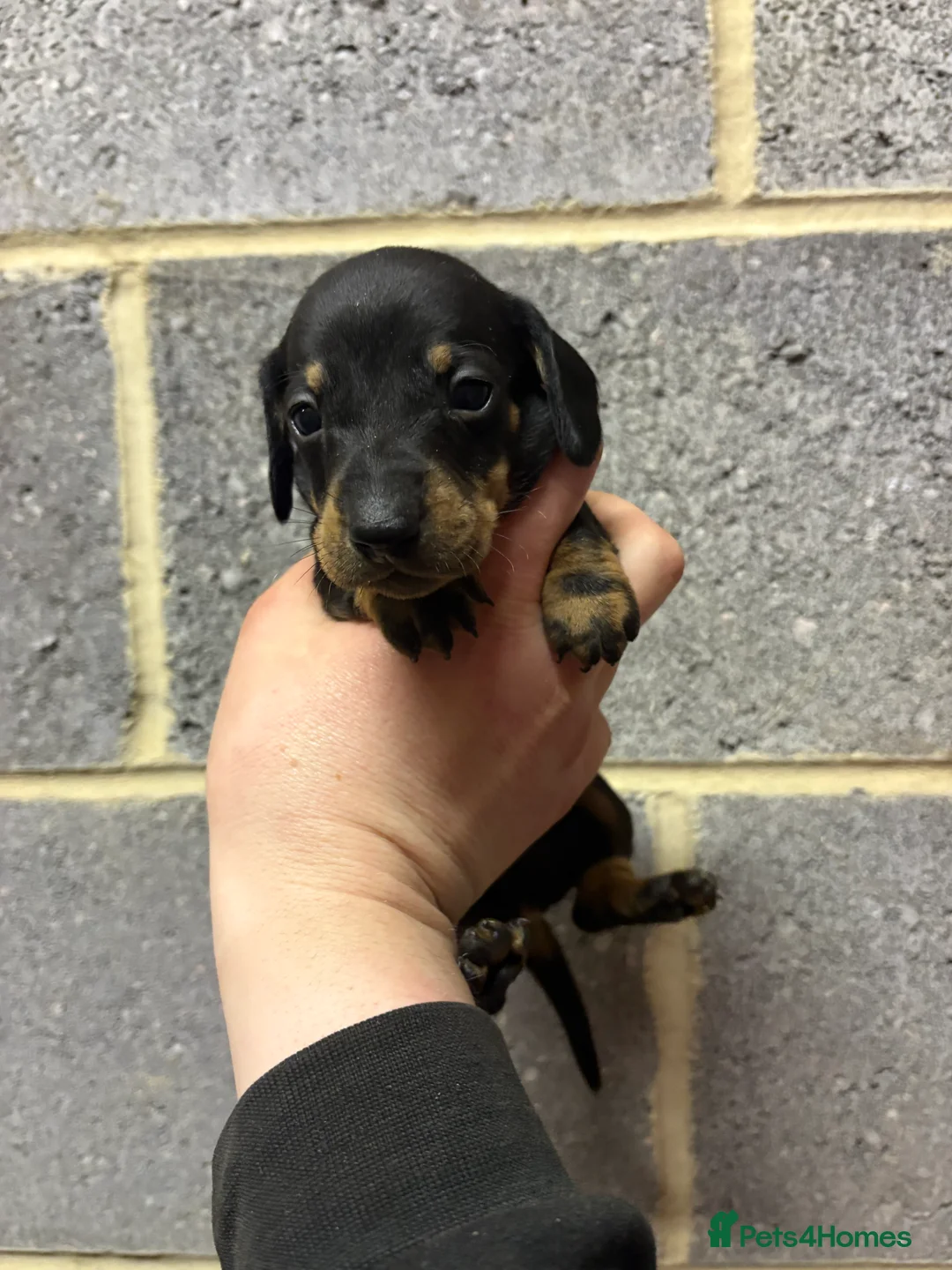 Miniature Dachshund dogs for sale: 5 stunning Dachshund puppies  in Redcar - Advert 2