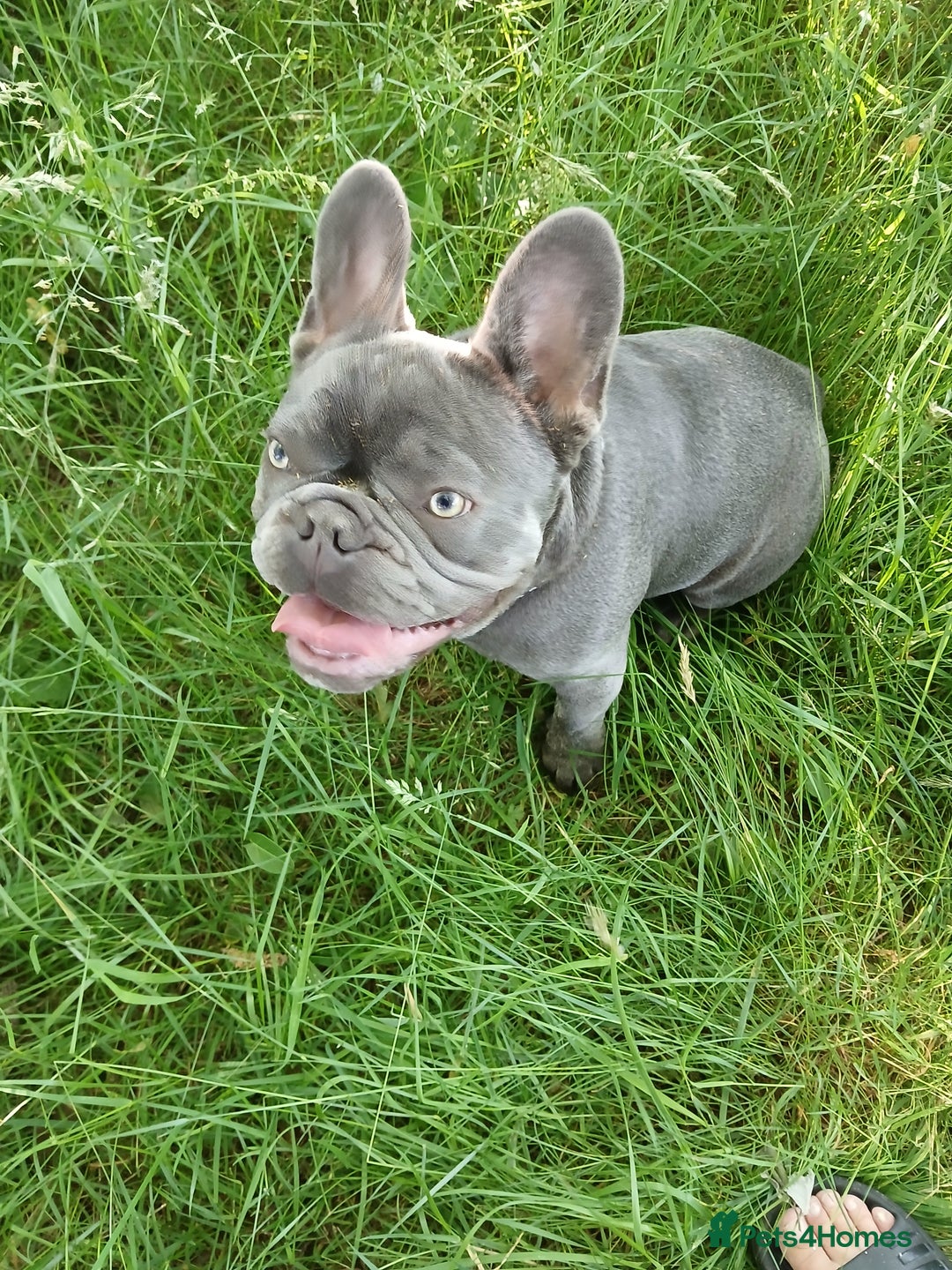 French Bulldog dogs for stud: French bulldog for stud - Advert 8