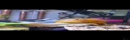 Snails invertebrates for sale: African land snail babies  in Bournemouth - Advert 10