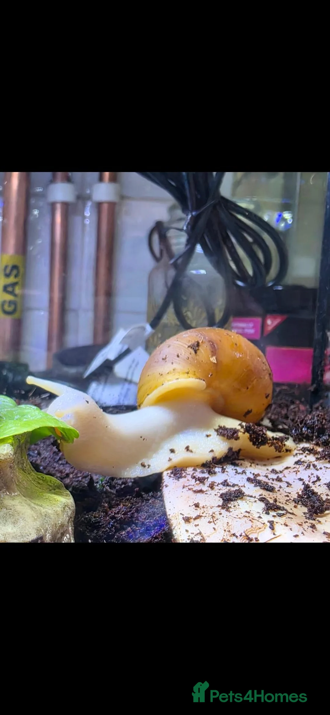 Snails invertebrates for sale: African land snail babies  in Bournemouth - Advert 10