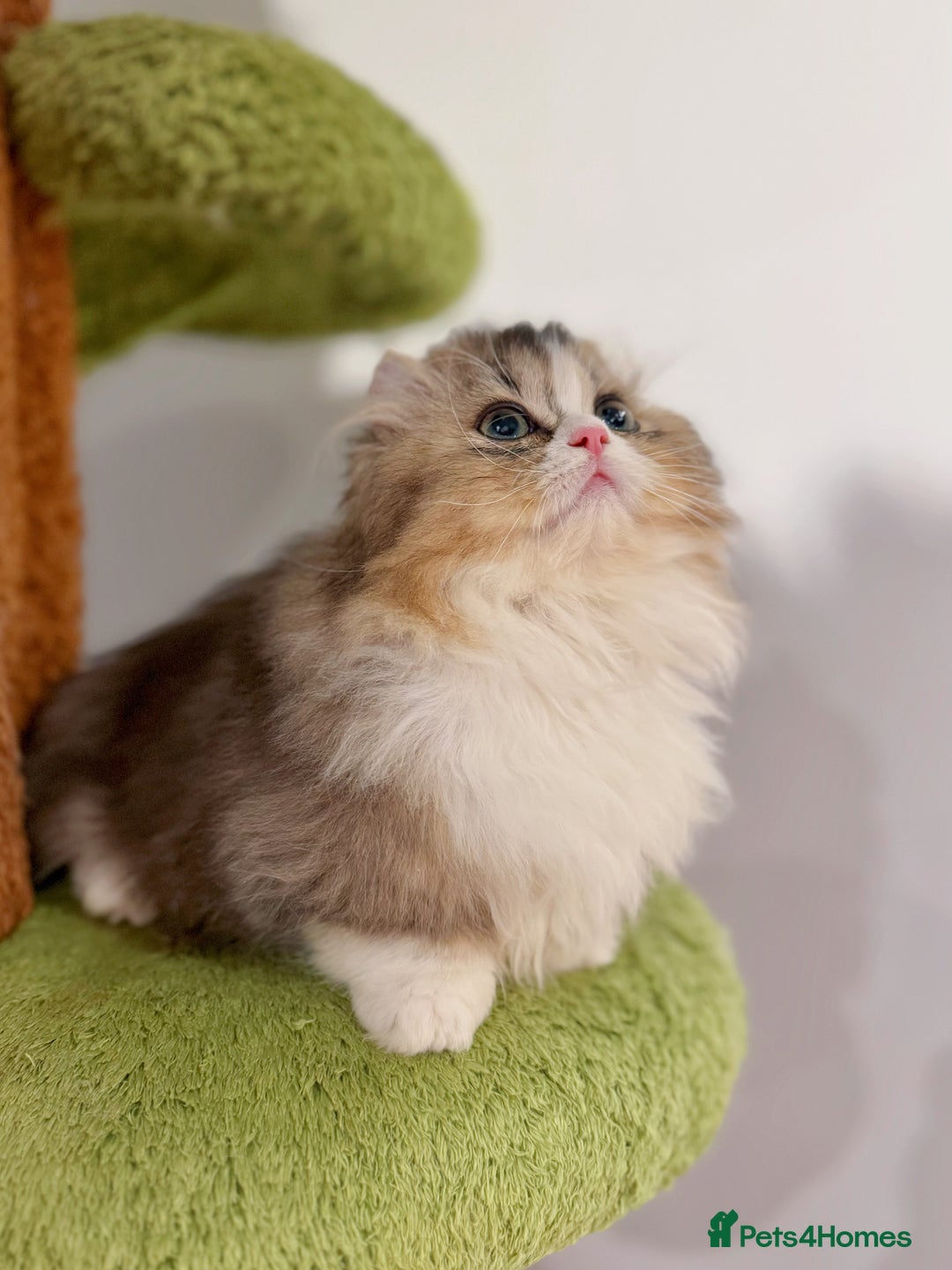 Munchkin cats for sale: Top level Super stunning & rare Minuet - Advert 22