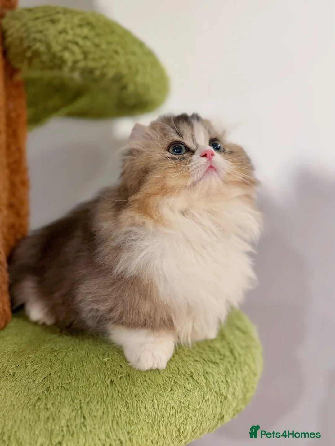 Munchkin cats for sale: Top level Super stunning & rare Minuet - Advert 22