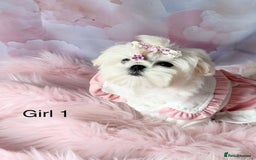 Maltese dogs for sale: 💎 KC Korean Maltese Girls 💎 DNA tested parents. in Leven - Image 6