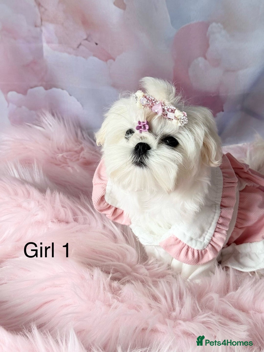 Maltese dogs for sale: 💎 KC Korean Maltese Girls 💎 DNA tested parents. in Leven - Image 6
