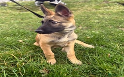 Mixed Breed dogs for sale: German Shepard mix malinios  - Image 2