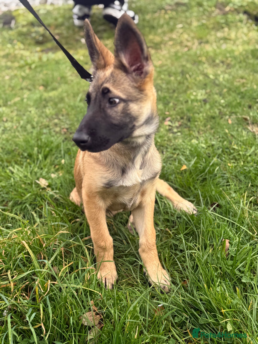 Mixed Breed dogs for sale: German Shepard mix malinios  - Image 2
