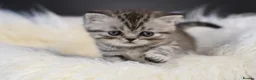 Scottish Fold cats for sale: NEW LITTER 3w old BOYS LICENSED CATTERY - Advert 6