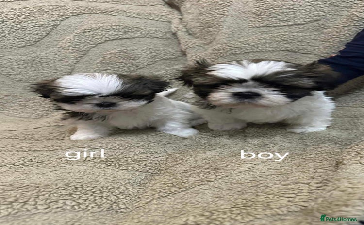 Shih Tzu dogs - Advert 8