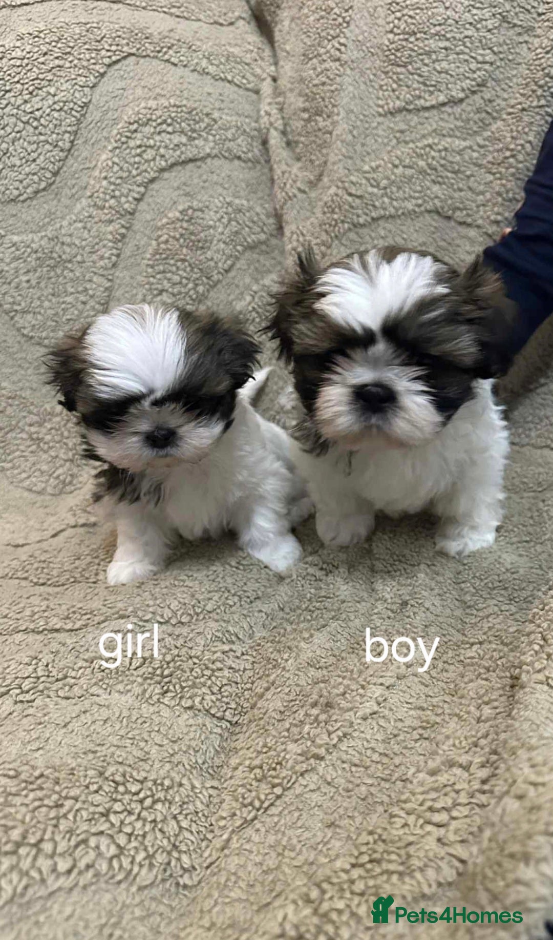Shih Tzu dogs for sale: Gorgeous full breed Shih Tzu puppies - Image 1