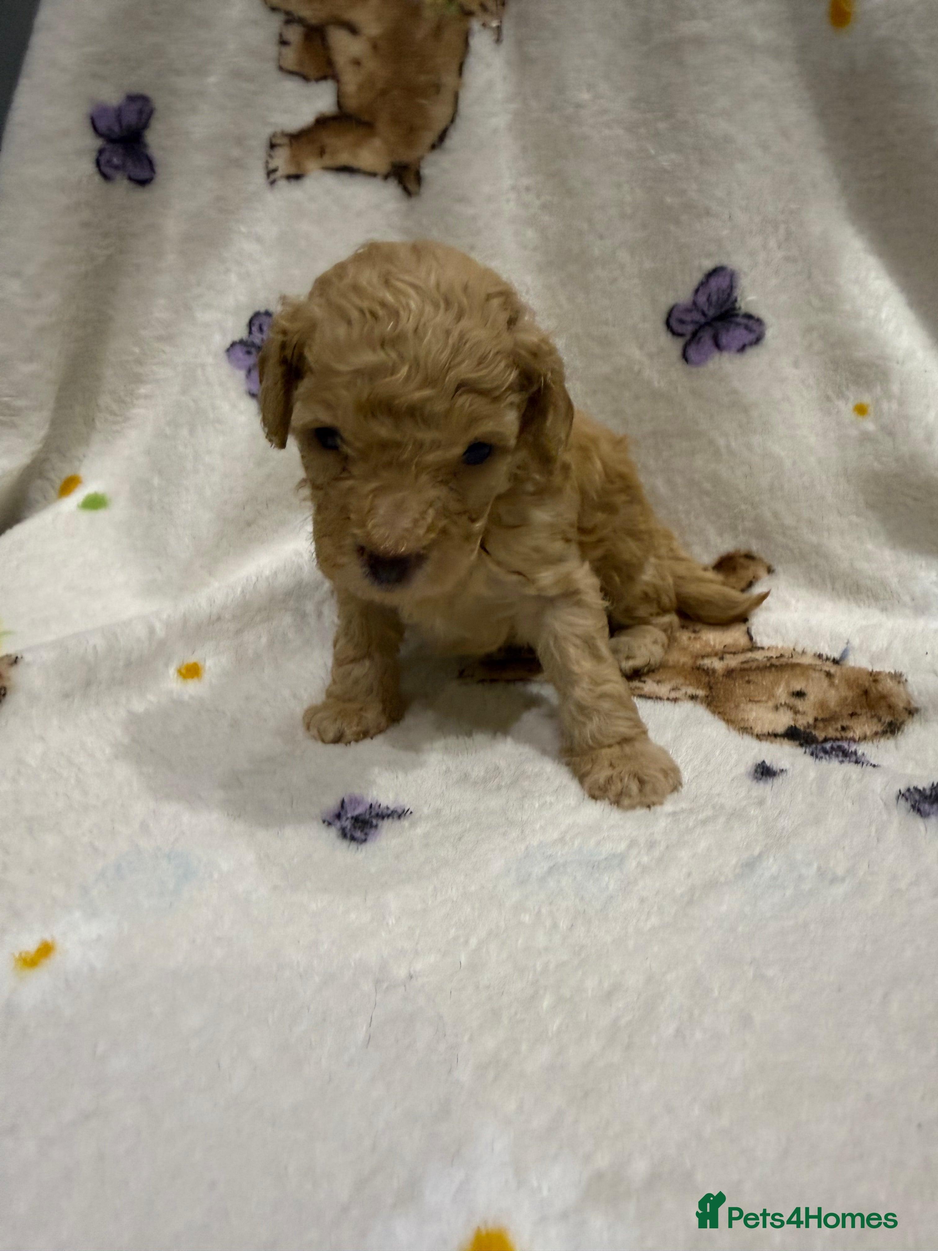 Cockapoo dogs Gorgeous Toy cockapoo puppies - Advert 2