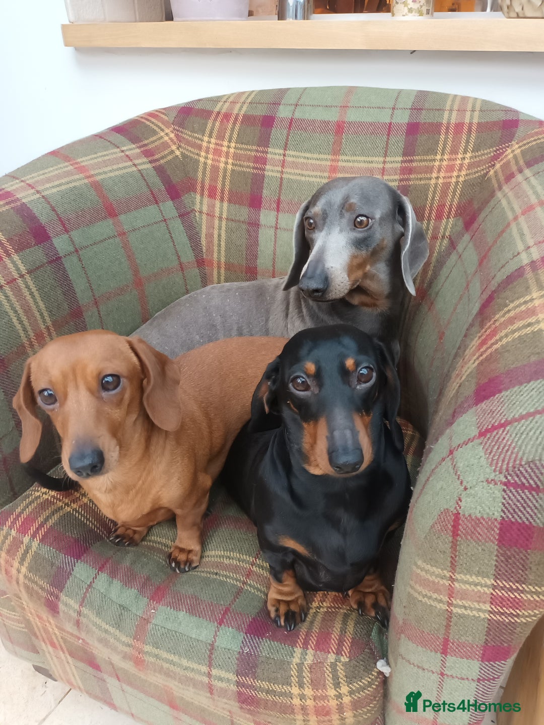 Miniature Dachshund dogs for sale: Black and Tan Miniature Dachshund Puppies 3 Boys - Advert 33