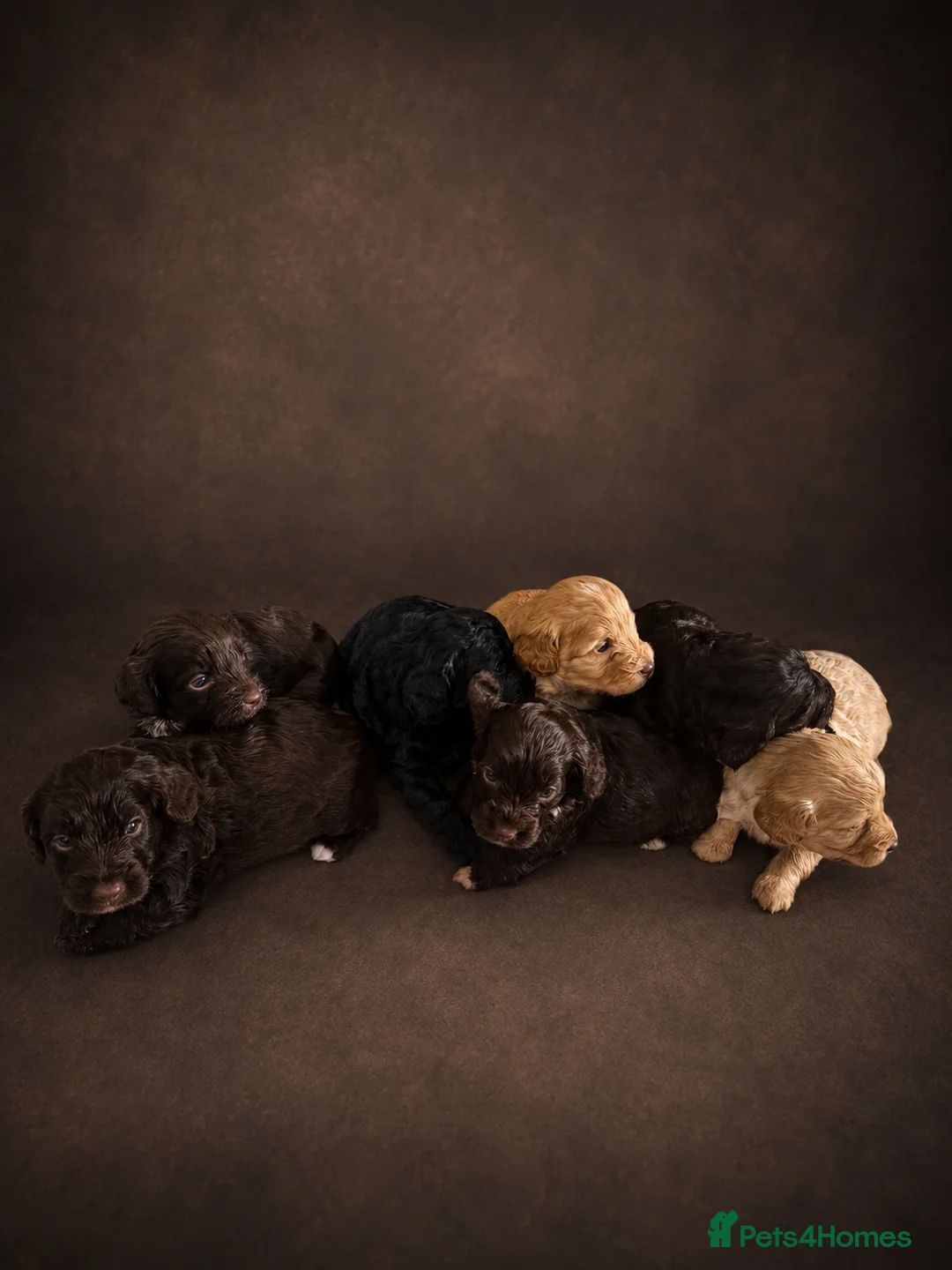 Cockapoo dogs for sale: F1 Cockapoo Puppies  - Advert 5