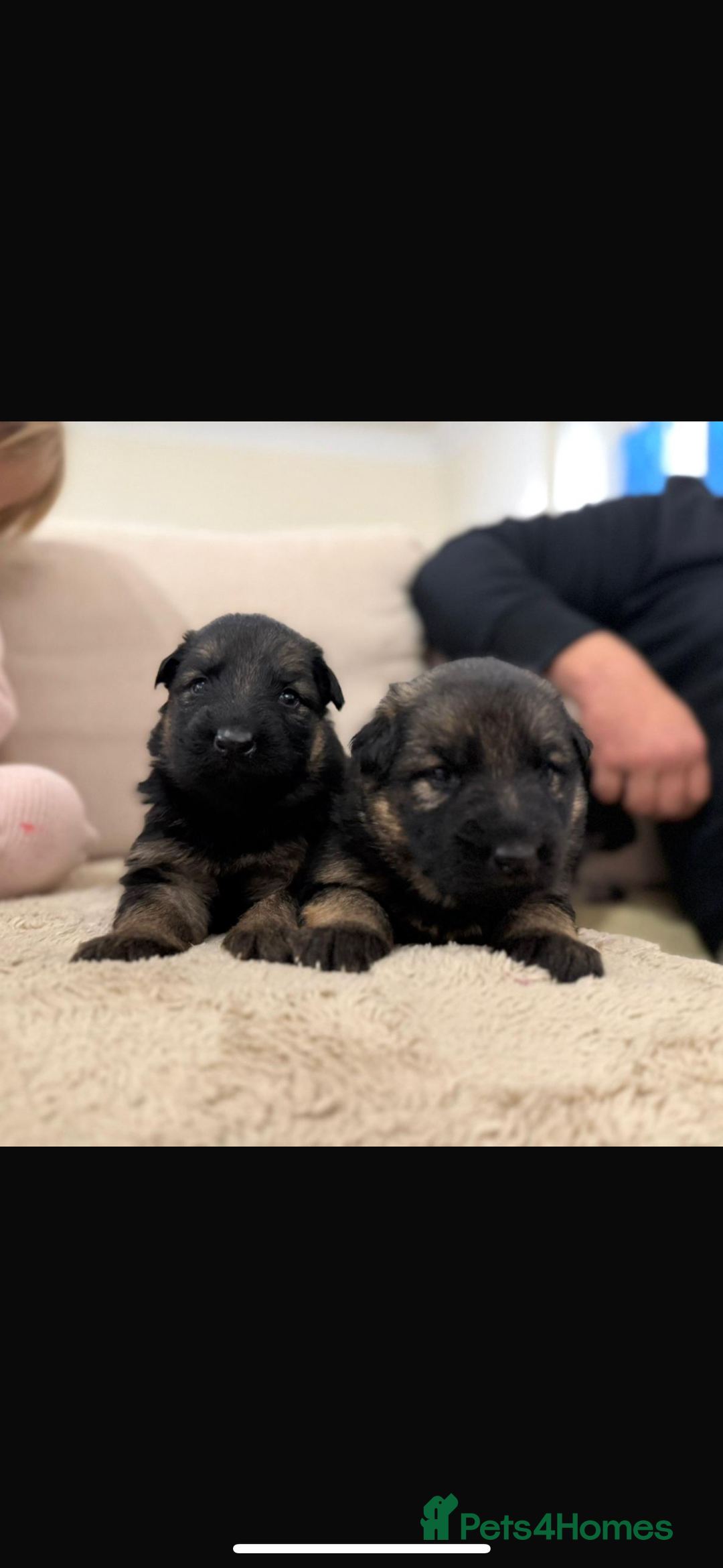 German Shepherd dogs for sale: Family reared GSD pups.  - Advert 32