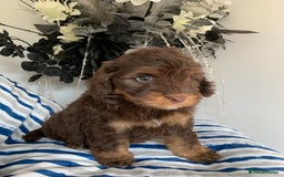 Cockapoo dogs for sale: Cockapoo puppies F1/F1b. Health tested ready soon  - Image 3