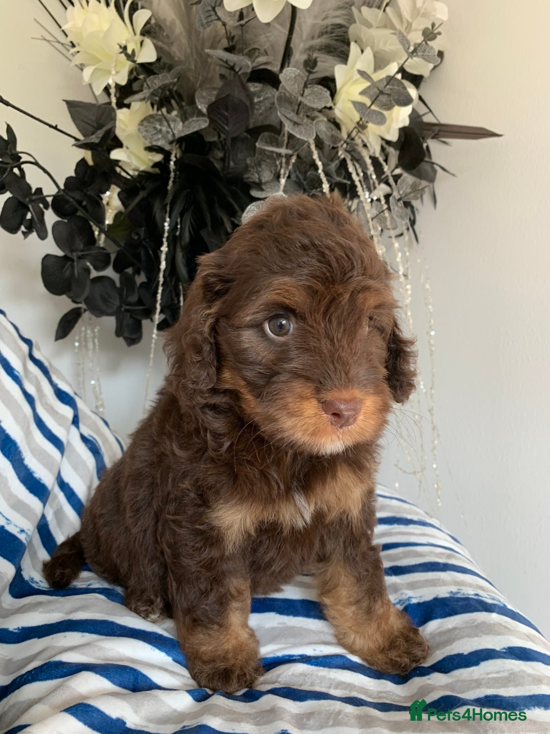 Cockapoo dogs for sale: Cockapoo puppies F1/F1b. Health tested ready soon  - Image 3