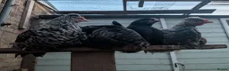 Chickens poultry for sale: 4 Gorgeous cockerels Blue White Olive egg genes in Christchurch - Advert 8