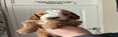 Cockapoo Puppy 5