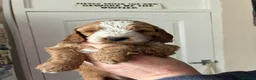 Cockapoo dogs for sale: Beautiful Cockerpoo puppies - Advert 5