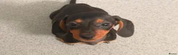 Miniature Dachshund dogs for sale: Four beautiful miniature dachshund puppies  - Advert 3