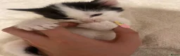 Mixed Breed cats for sale: Kittens ready  in Swansea - Advert 18