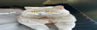 British Shorthair 7