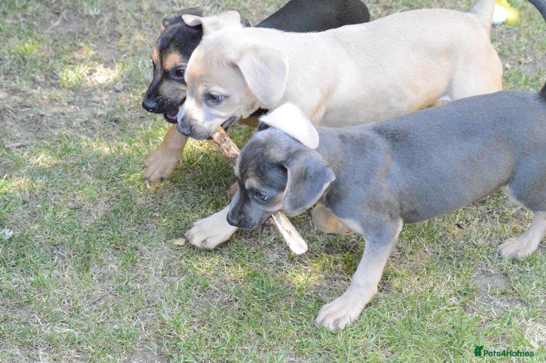 Mixed Breed dogs for sale: Mixed Breed Pups - Image 18