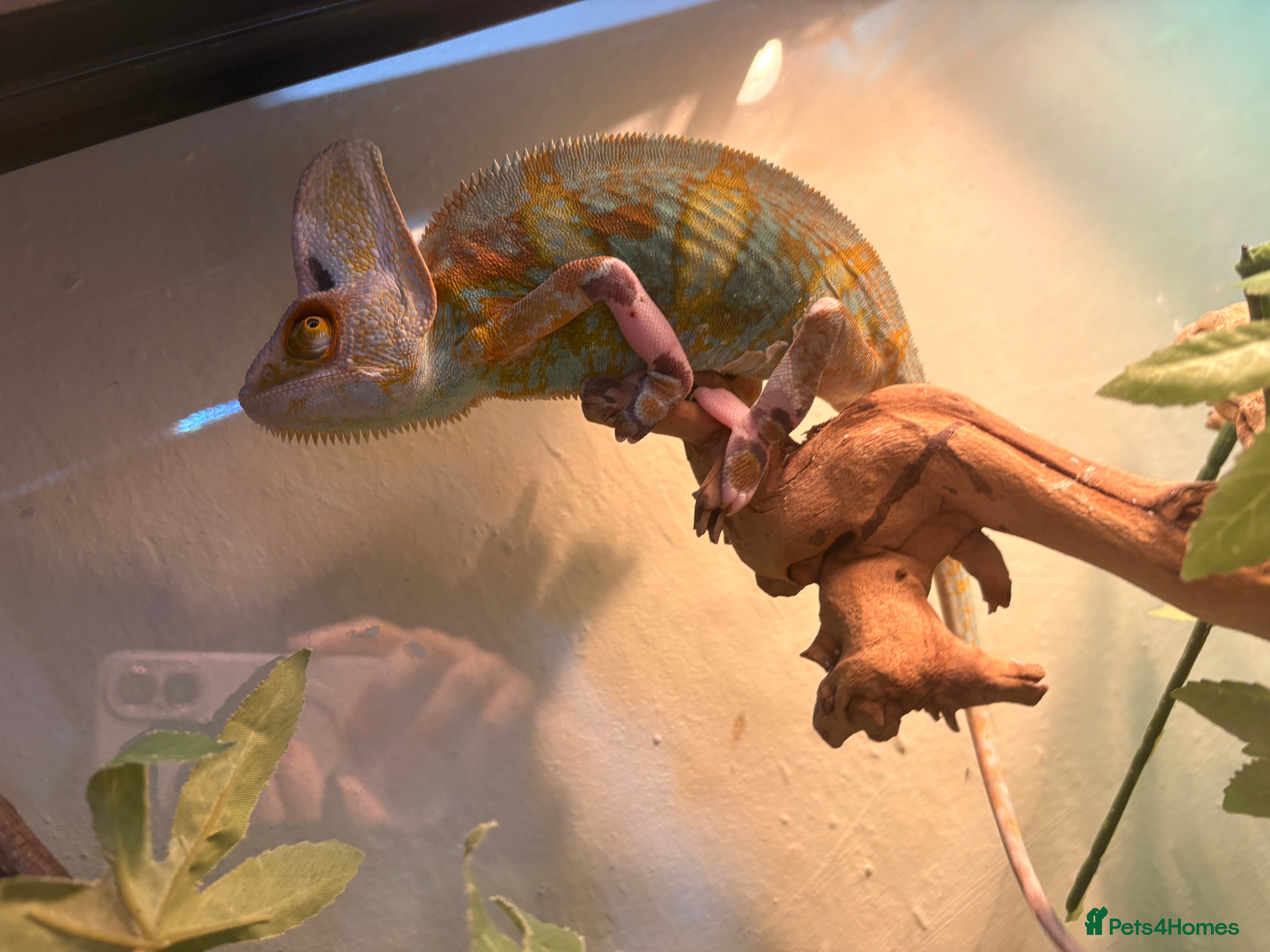 Chameleon reptiles Pieeyed chameleon  - Advert 1