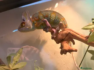 Chameleon reptiles Pieeyed chameleon - Advert 1