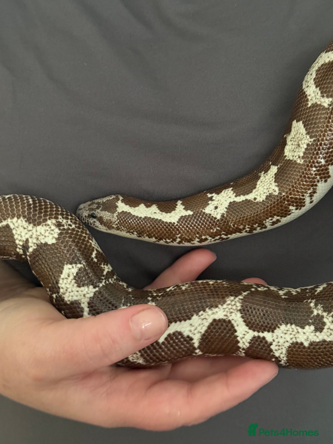 Snake reptiles for sale: Multiple snakes for sale corns and sand boas  - Image 7