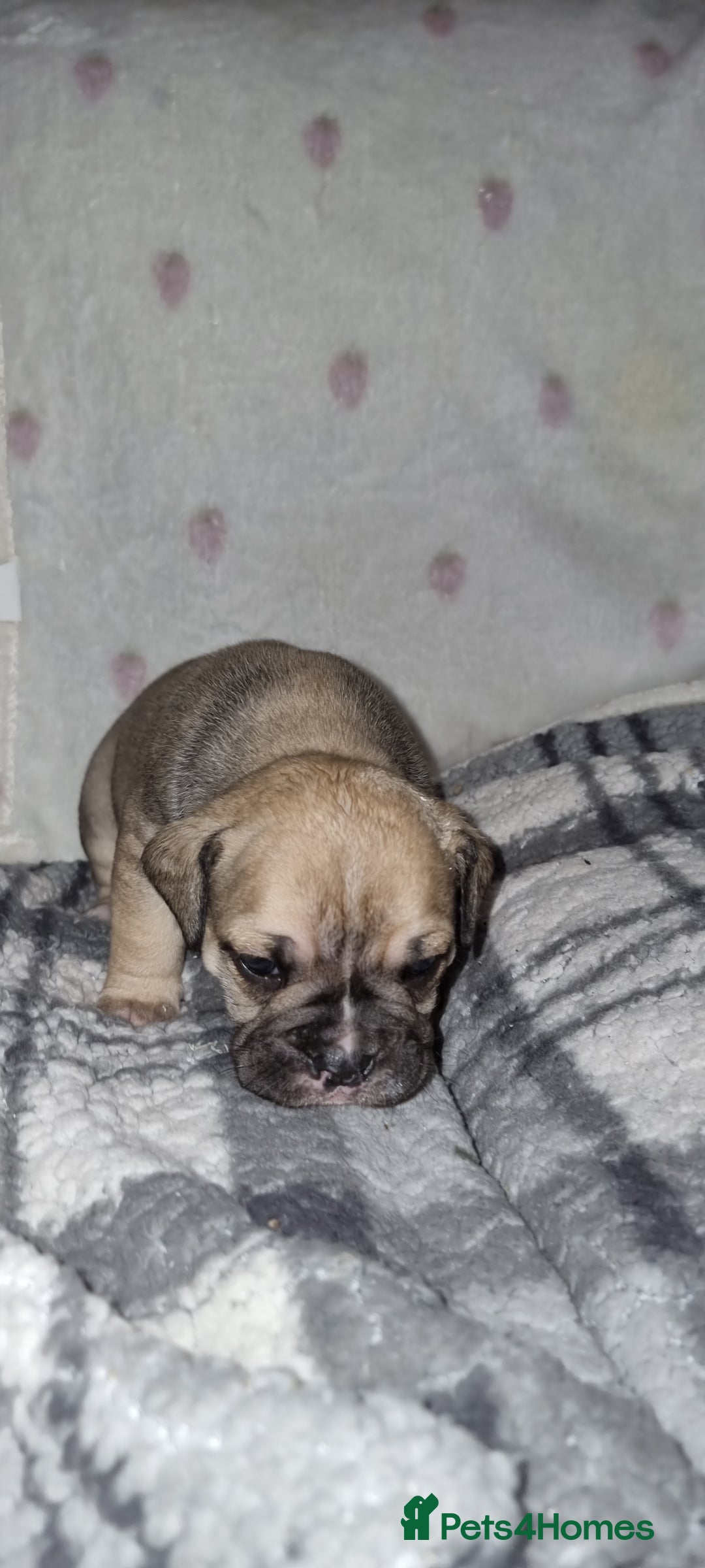 Olde English Bulldogge dogs for sale: Olde English bulldogge puppys - Advert 38