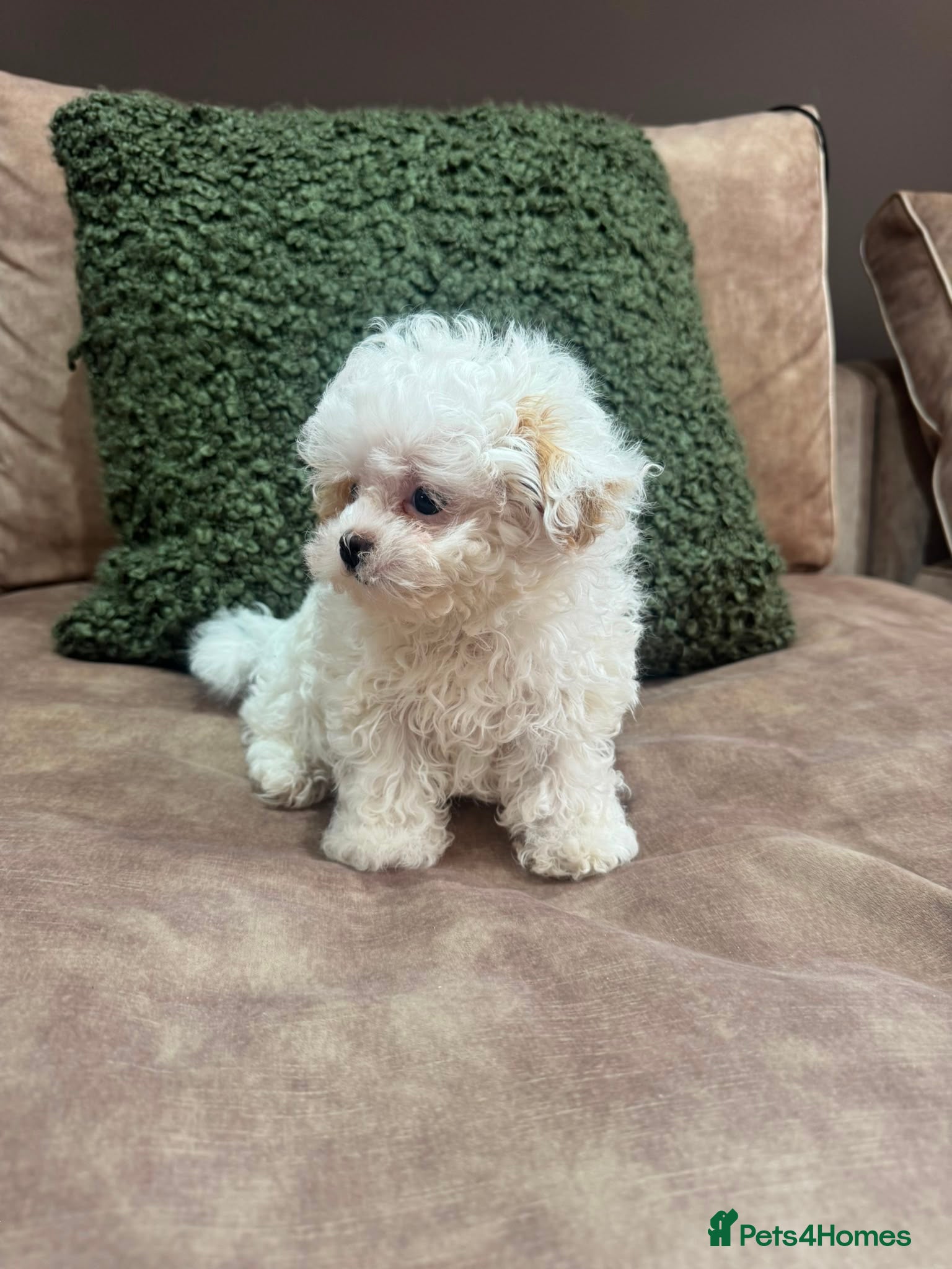 Shihpoo dogs for sale: DonnaJays something truly special 🌟🌟🌟🌟🌟 - Advert 1