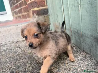 Pomchi dogs Beautiful pomchi puppies - Advert 11