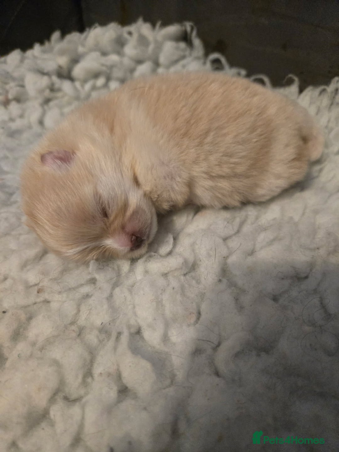 Pomeranian dogs for sale: pomerianian - Advert 5