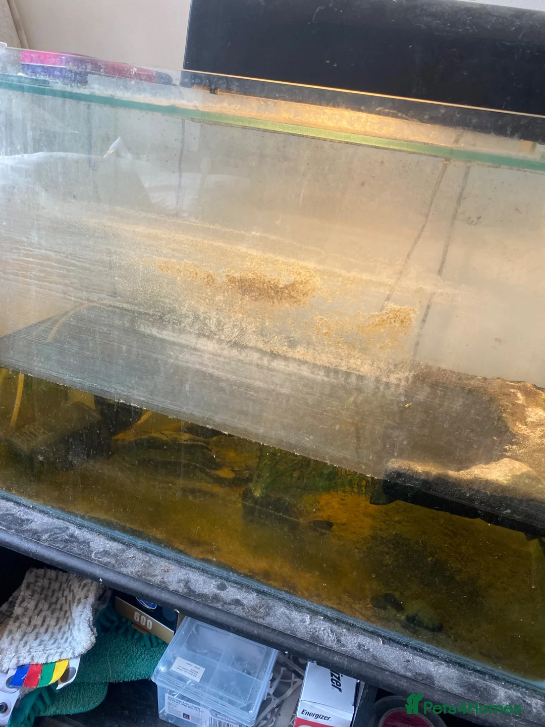 Turtle reptiles for sale: Turtle and Tank  in Portsmouth - Advert 2
