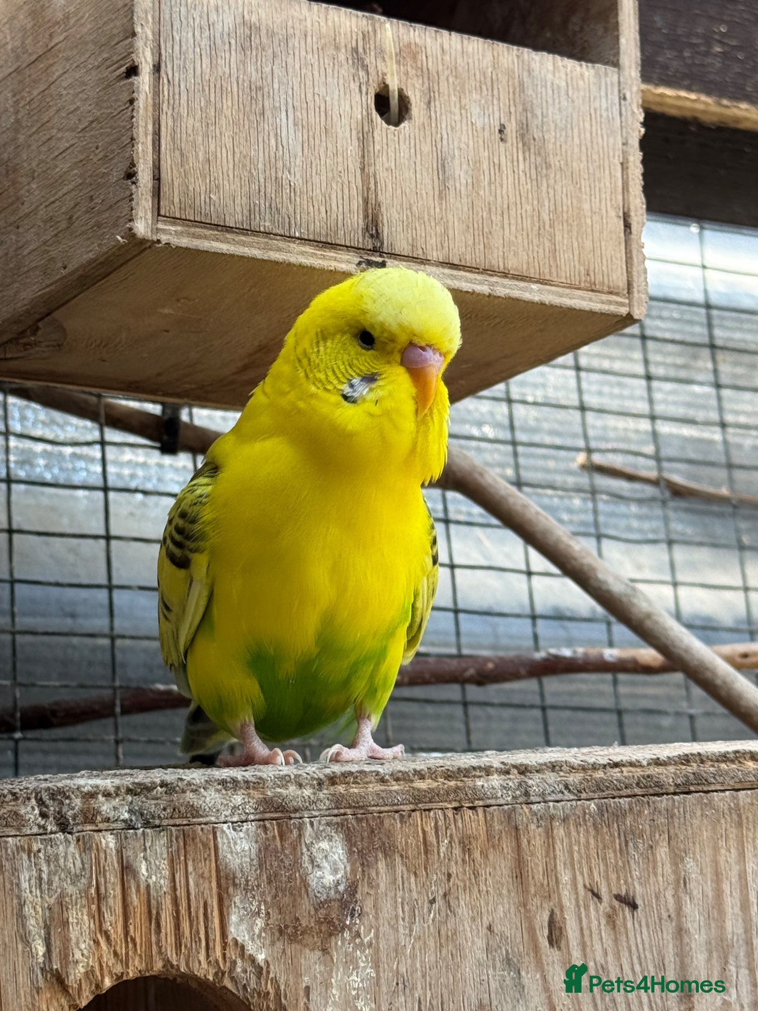 Budgerigars birds Budgies  - Advert 4