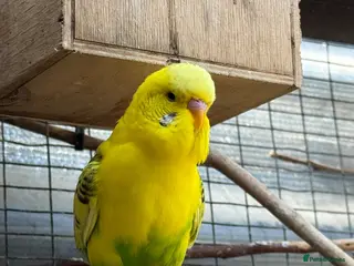 Budgerigars birds Budgies - Advert 4
