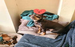 Mixed Breed dogs for sale: Pinched mix - Image 7