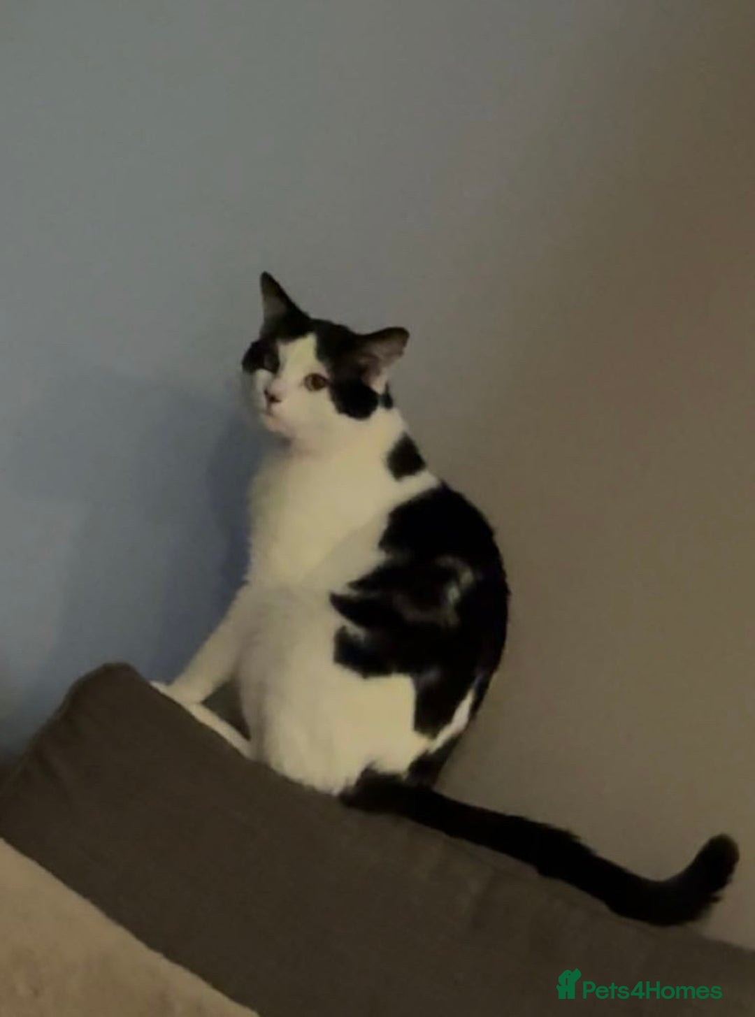 British Shorthair cats for sale: Male black & white loving boy - Advert 3