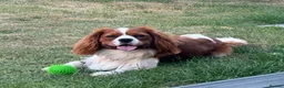 Cavalier King Charles Spaniel dogs for stud: Cavalier King Charles For Stud - Advert 2