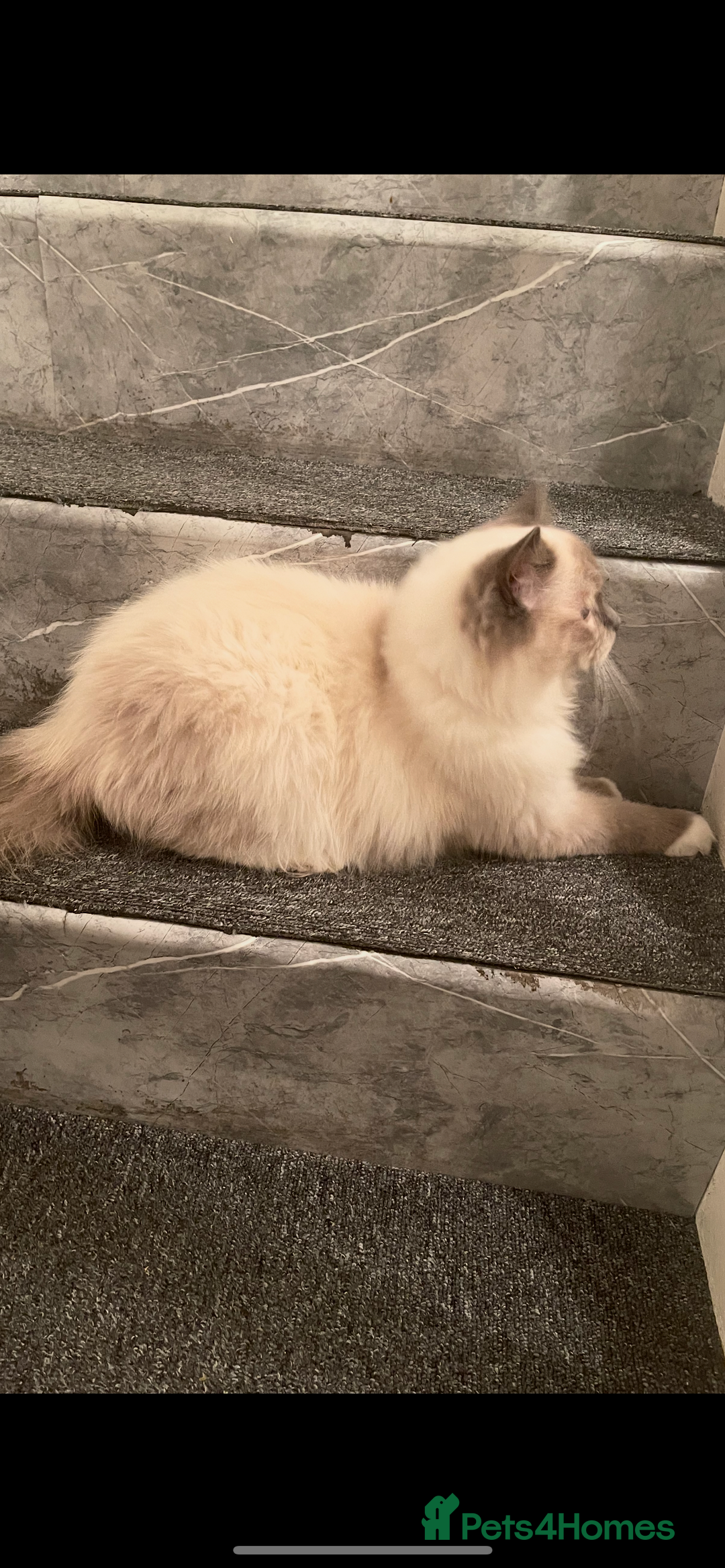 Ragdoll cats for sale: Champion breed Ragdolls Tica registered - Advert 3