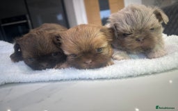 Shih Tzu dogs for sale: 🐶Imperial ShihTzu Puppies–Exceptional Bloodline🐶 - Image 4
