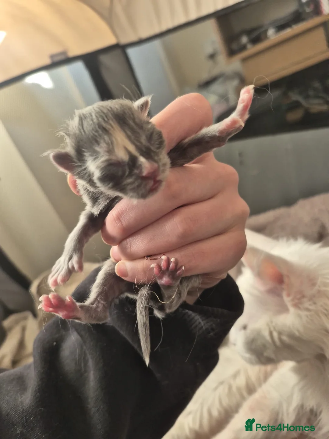 Maine Coon cats for sale: Blue tortie w/ white polydactyl Maine coon kitten - Advert 1