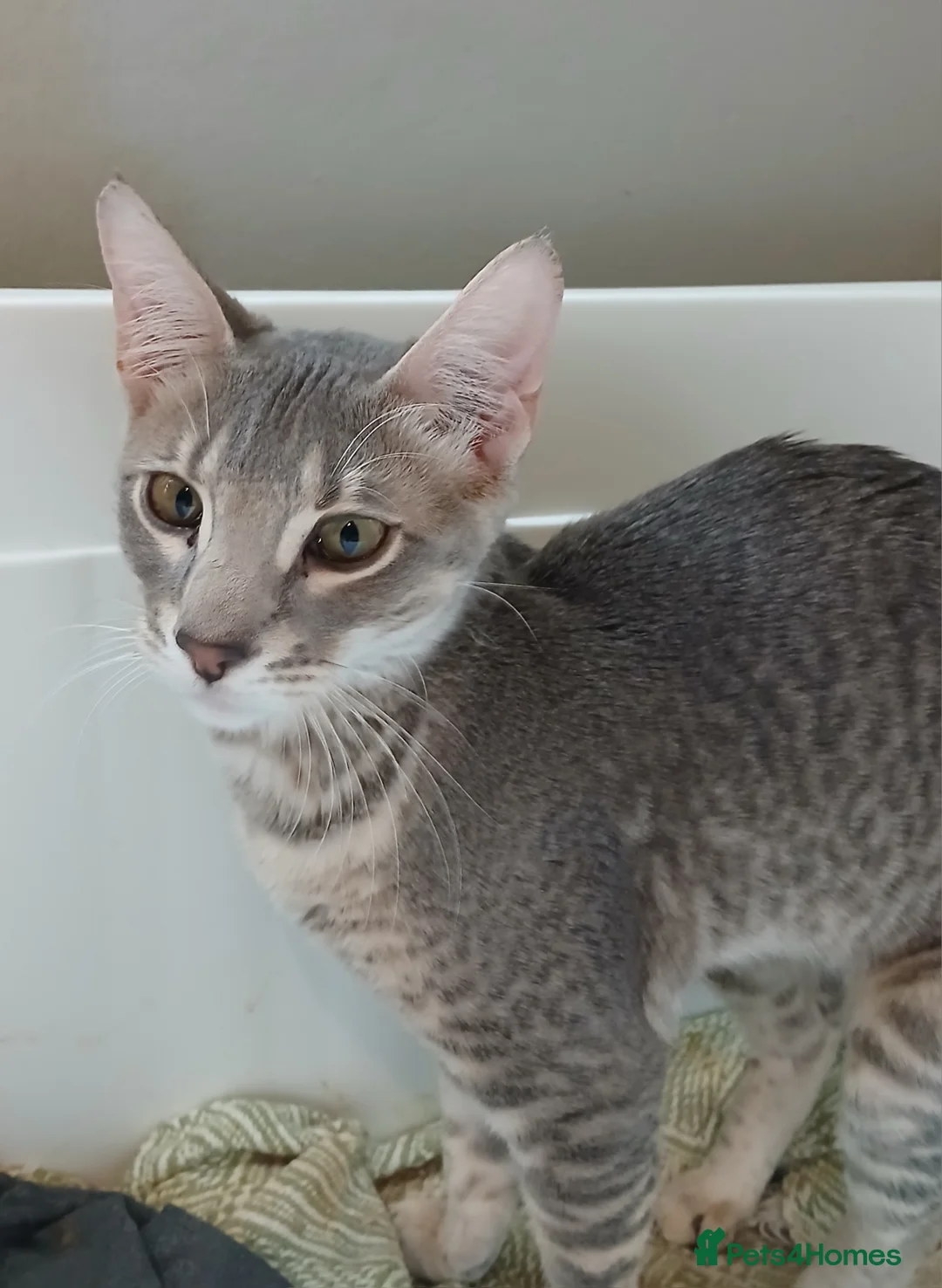 Bengal cats for sale: 3/4 Bengal Kittens | BLUE | DOB 25 Dec - Advert 5